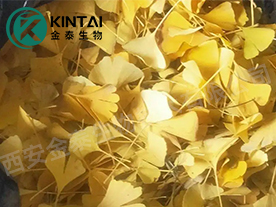 Gingko leaf